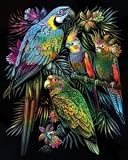 Review Oasis PPCOLF205 / Oasis - Colourfoil Birds Montage