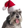 Santa Claws Holiday Dog Hat Size Small