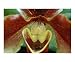 Brown Orchid Botanical Photographic Poster Print by Mary Lane, 10x8