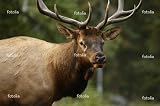'Elk Closeup' Wall Decal - 36"W x 24"H Removable Graphic