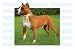 PITBULL - Dog Decal - sticker car got pit bull graphic