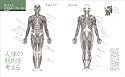 人体のしくみ―CGデザイナーのためのグラフィックバイブル (CG world+digital video special book)
