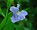 Monkey Flower 50 Seeds - Mimulus ringens