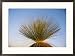 A view of a Xanthorrhoea species native to Western Australia Framed Art Poster Print by Bill Ellzey, 29x21