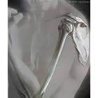 Human Anatomy by  Michael J. Timmons, Robert B. Tallitsch Frederic Martini