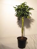Schefflera arboricola Strahlenaralie 120 cm Hochstamm geflochten