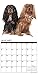 Just Cavalier King Charles Spaniels 2017 Wall Calendar