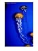 Jellyfish in Outer Bay Exhibit, Monterey Bay Aquarium, Monterey Bay, USA Animals Photographic Poster Print by Lee Foster, 18x24