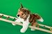 Plush Laddie Collie 9