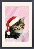 Framed Prints of JD-20610-C-M Cat. Tabby Kitten (6 weeks old) on pink background wearing from Ardea Wildlife Pets