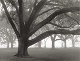 Oak Grove in Fog, Art Poster by William Guion