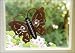 Butterfly Thermometer