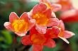 Tangerine Beauty Cross Vine One Gallon