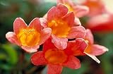 Tangerine Beauty Cross Vine One Gallon