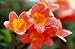 Tangerine Beauty Cross Vine One Gallon