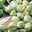 Jade Cross Hybrid Brussels Sprout - Seed Packet