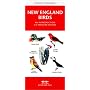New England Birds: An Introduction to Familiar Species (Regional Nature Guides)