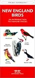 New England Birds (Pocket Naturalist - Waterford Press)