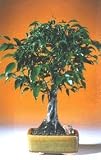 Ficus Twist.(Ficus Compacta)