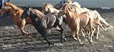'Herd Of Horses' Wall Decal - 36"W x 16"H Removable Graphic