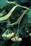 Tilia cordata: Littleleaf Linden Seeds