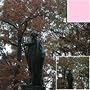 Tiffen Foto/Video Filter 77mm Enhancing Filter