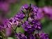 The Violet Petals of Money Plant Flowers Photographic Poster Print by Stephen St. John, 42x56