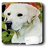 Dogs Labrador Retriever - Light Cream Labrador - Mouse Pads