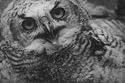 Birds of Prey (1938) [DVD] - Vultures, Owls, Hawks & Eagles the Birds of Prey Ornithology Film