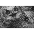 Birds of Prey (1938) [DVD] - Vultures, Owls, Hawks & Eagles the Birds of Prey Ornithology Film