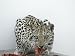 Arabian Leopard on the Brink of Extinction, United Arab Emirates Photographic Poster ...