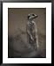An Adult Meerkat (Suricata Suricatta) Stands on Lookout Framed Art Poster Print by Ma...