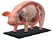 Baby : 3D Pig Anatomy Puzzle