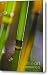 Water Horsetail Detail Canvas Print / Canvas Art - Artist Heiko Koehrer-Wagner