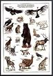 Art Poster Metal Framed Print - Mountain Wildlife International Ed. - Artist: Hobby Posters- Poster Size: 38 X 26