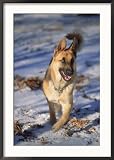 German Shepherd in Snow Photos To Go Collection Framed Photographic Poster Print by Peggy Koyle, 25x36