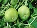 Jaya Tinda Gourd seed packet