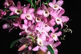 Dendrobium Himezakura 'Sanokku' x Den Crystal Pink
