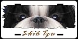 Shih Tzu #3 (on white) 