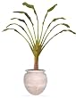 9.5FT TRAVELLERS PALM