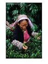 Tea Worker Plucks Tips from Darjeeling Tea Bush at Duncan's Marybong Tea Garden, Darjeeling, India Photographic Poster Print by Greg Elms, 30x40