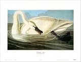 Trumpeter Swan Animals Art Poster Print by John James Audubon, 27x20