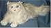   - White Persian Cat 12