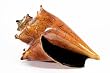 Fancy Crackle Conch
