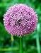 25 GIANT ALLIUM GLOBEMASTER Allium Giganteum Flower Seeds 25 GIANT ALLIUM GLOBEMASTER Allium Giganteum Flower Seeds