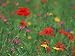 Wild Flowers, Including Poppy and Corncockle, Cultivated for Seed, Netherlands Photographic Poster Print by Niall Benvie, 12x16