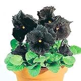 Pansy Black Moon Hybrid 25 Seeds - GOTHIC