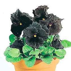 Pansy Black Moon Hybrid 25 Seeds - GOTHIC