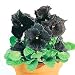 Pansy Black Moon Hybrid 25 Seeds - GOTHIC