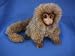 Plush Pygmy Marmoset 6